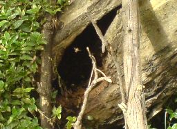 European wasp nest