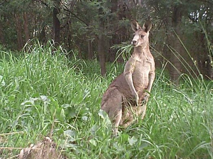 resident kangaroo 2011